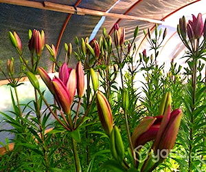 Liliums en Flor