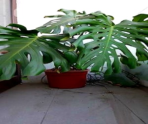 Monstera planta