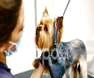 Mujer que sepa realizar peluquería canina