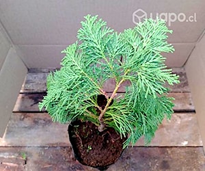 Thuja redonda ornamental