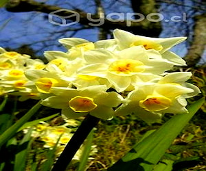 Bulbos narcisos