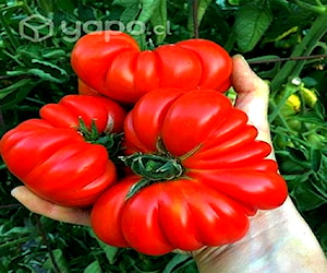 Agricola Vivero Plantinera Almacigos