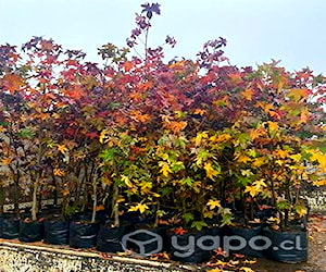 Venta de Liquidambar.