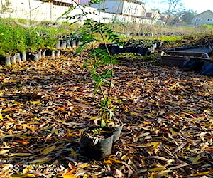 Plantas de pimiento