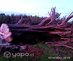 Tronco de ciprés y madera