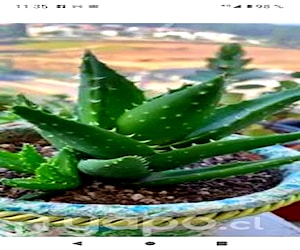 Aloe Vera