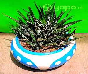 Maceta Suculenta Haworthia Attenuata