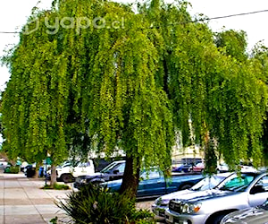 Semillas de Maitén 100 semillas.Arbol nativo