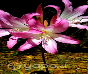 Bulbos azucenas rosadas