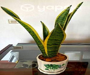 Plantas interior