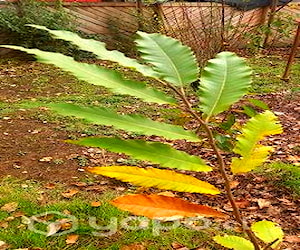 Plantas de castaño castañas