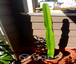 Cactus Candelabro