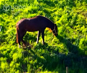 Trabajador conocimiento de caballos