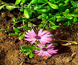 Plantas variedad