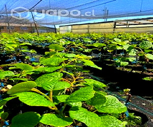 Plantas de KIWI