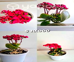 Kalanchoe fucsia