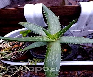 Planta Aloe Vera medicinal