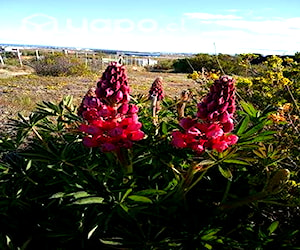 Plantas exterior.Lupines o Chochos.