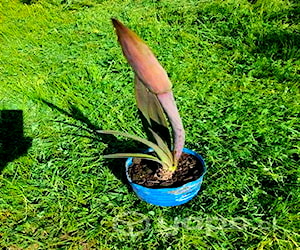 Plantas de amarilis color rojo