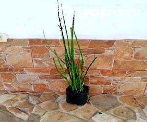 plantas de equisetum/cola de caballo