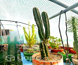 Cactus grandes