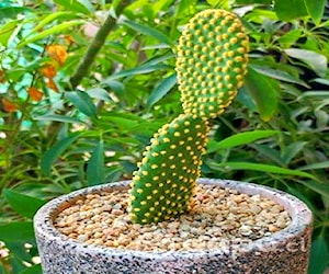 Opuntia microdasys