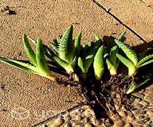 Plantas de Aloe Vera