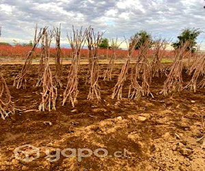 plantas de cerezos santina