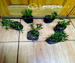 Hermosas plantitas para decorar su jardín consulte