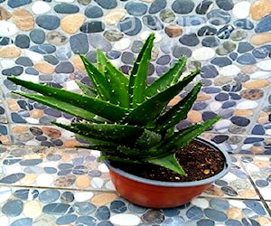 Aloe Vera