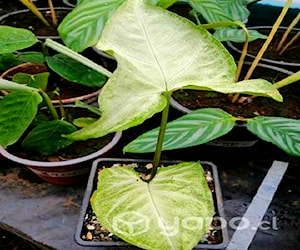 Planta Interior