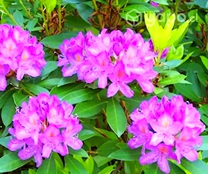 Rododendros