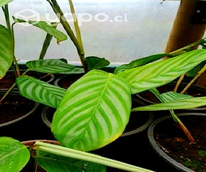 Calathea de plantas interior