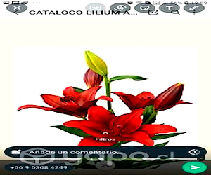 Lilium 580 c/u