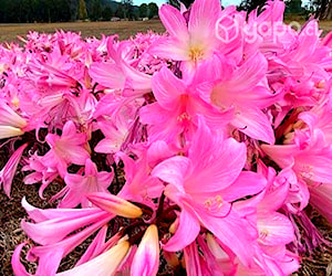 Bulbos de Azucena Rosada