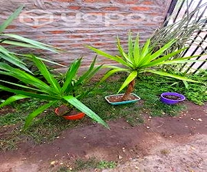 Palmera yuca