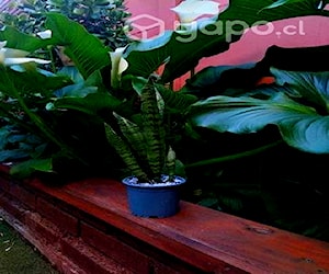 Sansevieria o lengua de suegra