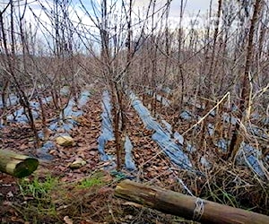 Plantas de Cerezos