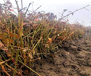 Planta de morones sin espina