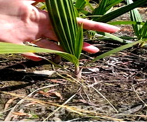 Almácigos de palmera