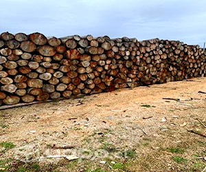 Leña seca de aromo por metro