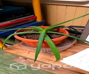 Planta de aloe