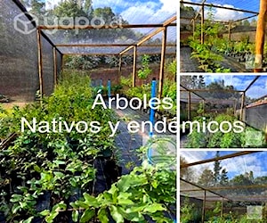 Árboles Nativos y endémicos