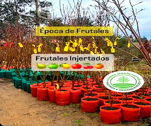 Árboles frutales Injertados 3 años