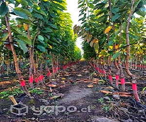 Plantas de Cerezos Variedad Santina