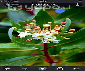 Hermosos canelos