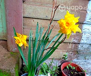 Narcisos planta flor