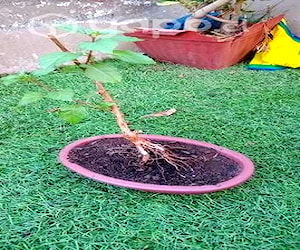 Bonsai todo con. Macetero y planta enana