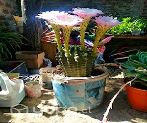 Venta de cactus.suculentas y plantas ornamentale