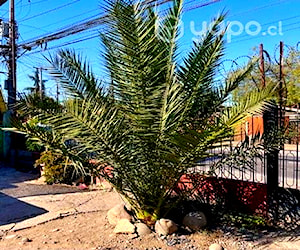 Palmera